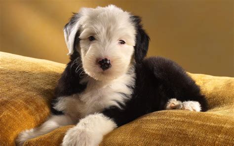 Old English Sheepdog Wallpaper And Background Image 1680x1050 Id234239