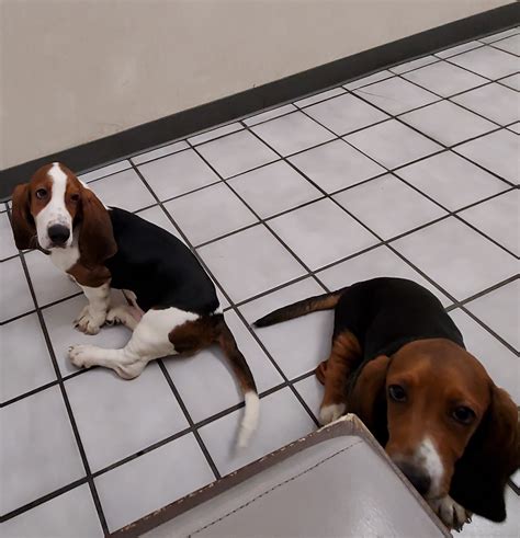 Basset Hound Puppies For Sale Las Vegas Nv 322097