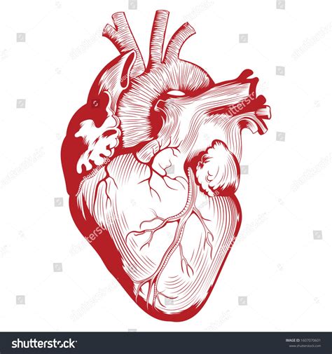 Anatomical Medical Illustration Human Heart Organ Illustration