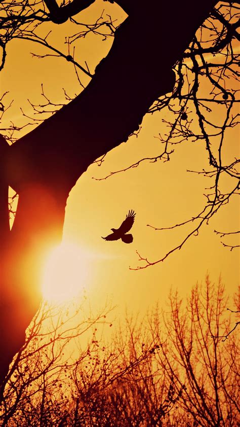 Download Wallpaper 1080x1920 Bird Silhouette Sunset Flight Branches