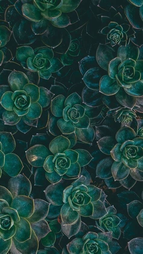 Aktor korea tertampan dan terkaya. Succulent aesthetic | Green mood | Fairy forest | Зеленые фоны, Обои для iphone, Бирюзовые обои