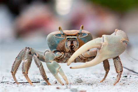 Cangrejos Todo Lo Que Debes Saber Sobre Estos Crustáceos Mimusmx