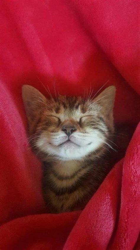 Smiling Sleepy Tabby Kitty Cute Cats And Kittens Cats Meow Kittens