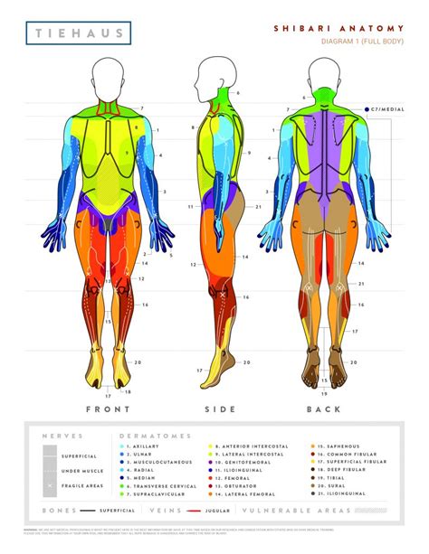 Anatomy Diagram Fully Body Dermatomes Nerves Skeletal Structure