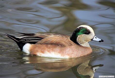 Identify American Wigeon Duck Wildfowl Photography
