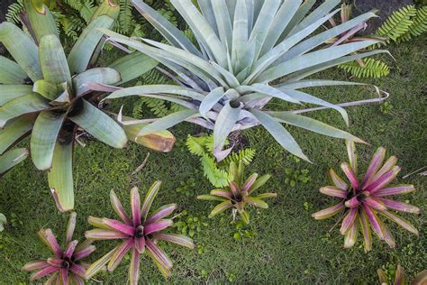 To test place your finger about an inch deep and if its dry, its time to water. How Often Do You Water A Bromeliad? (A Simple Guide)