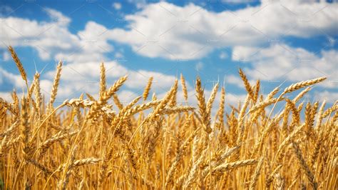 Golden Wheat Field Over Blue Sky At Featuring Wheat Ear And Field
