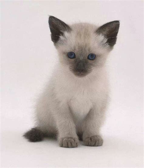 Cute Siamese Kitten Cutest Kitten Breeds Cat Breeds Kittens Cutest