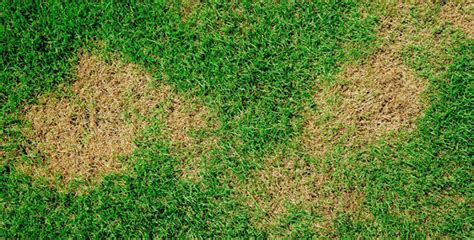 How Can I Prevent Brown Patch Fungus L Evergreen Lawn And Pest Control