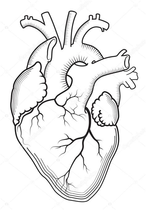 Desenhos Anatomia Do Coração Para Colorir Atividades Educativas