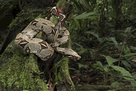 Red Tailed Boa Boa Constrictor Yasuni National Park Ecu Flickr