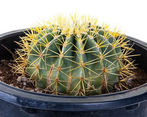 Blue Barrel Cactus Glaucous Barrel Cactus Ferocactus Glaucescens