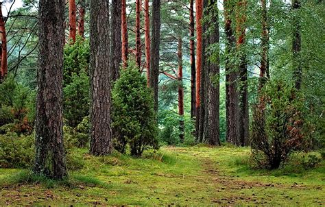 Proteger Los Bosques A Través Del Uso Sostenible De Su Biodiversidad