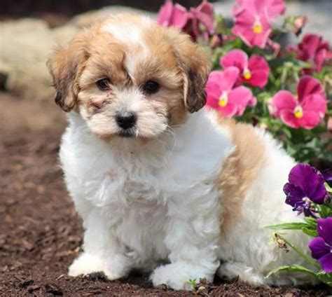 Shichon Puppies For Sale Online At Fetchem Puppies