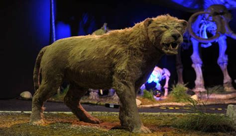 Gigantic Ice Age Lions Used To Roam Africa 200000 Year Old Fossil