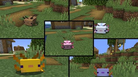 Here Are 5 Rarest Axolotls In Minecraft And How To Get Them