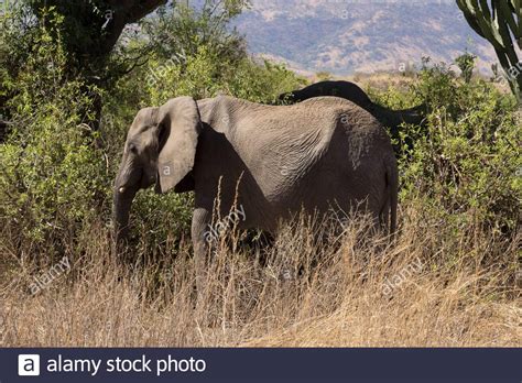 Iringa Hi Res Stock Photography And Images Alamy