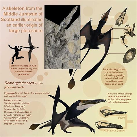 Researchers Find New Jurassic Pterosaur Species Dubbed Largest Of Its Kind Reptiles Magazine