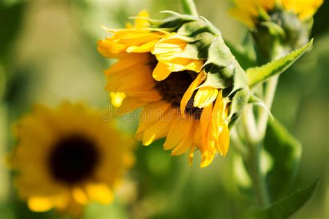 Sunflowers Facing The Sun Is In The Garden Stock Image Image Of