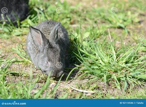 Cute Gray Baby Rabbit On The Grass Stock Photo Image Of Sunlight
