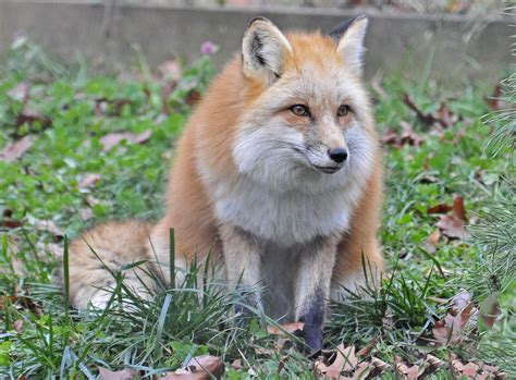 Red Fox Red Fox Vulpes Vulpes Rodney Campbell Flickr