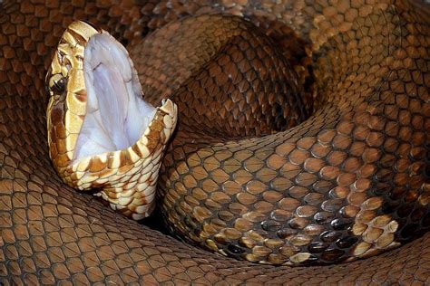Cómo Deshacerse De Las Serpientes Una Guía Sencilla