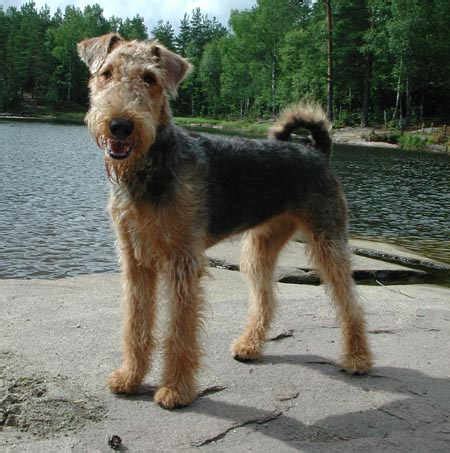 airedale terrier dog pictures terrier dog breeds pictures  information