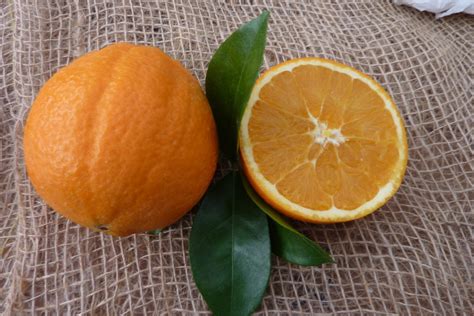 Corrugated Navelina Sweet Orange (Citrus sinensis) - Agrumi Lenzi