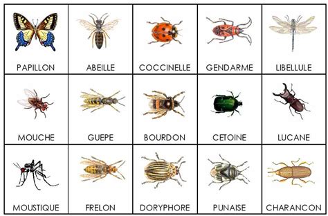 Insectes Feuille De Calcul Jeux De Langue