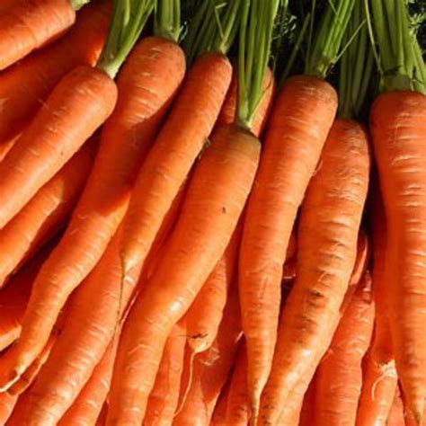 The Idiots Guide How To Grow Carrots Indoors And Outdoors Hubpages