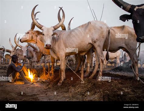 Mundari Tribe Boy Making A Campfire With Dried Cow Dungs To Repel Flies