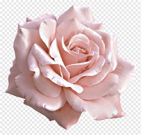 Rose Pink Flower Large Light Pink Rose White Flower Floribunda Color Rose Order Png Pngwing