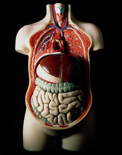 If you're looking for human organ diagram but don't know which one is the best, we recommend the first out of 10 human organ diagram in this article. Model Of Human Torso Showing Internal Organs Photograph by ...