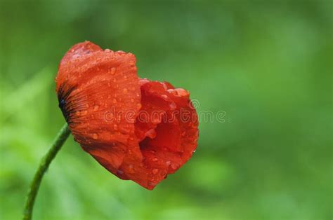 A Blooming Red Poppy On A Green Background With Raindrops On Its Petals