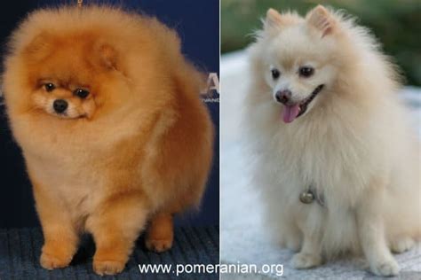 Gentle puppy biting between 3 and 7 months old is normal. Differences Between The Pomeranian Show Dog And Pet ...