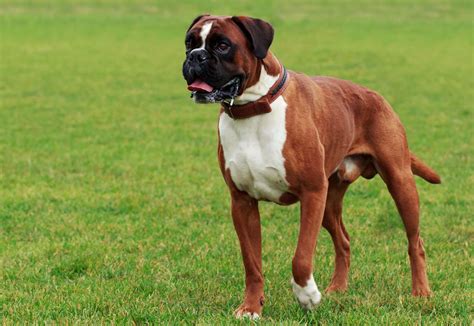 Boxer Dog Overview Description Temperament And Facts Britannica