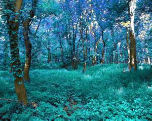 Pin By Kc On My Favorite Things Blue Forest Magical Forest Forest Hills