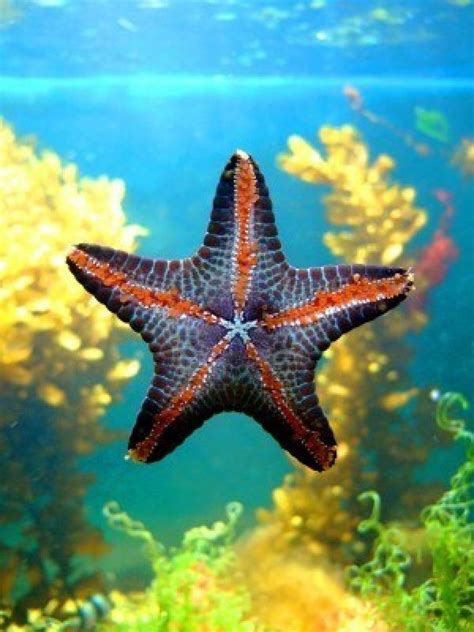 Photo Of A Beautiful Starfish An Illustration For Magazines Deep