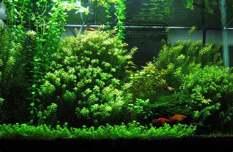 It actually can if the saturation levels get too high for too long. What Does kH Mean In Fish Keeping | Tropical Fish Site