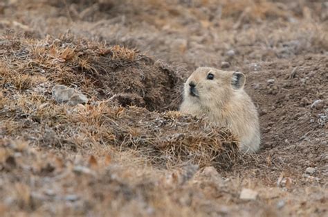 Plateau Pika The Plateau Pika Ochotona Curzoniae Is A Me Flickr