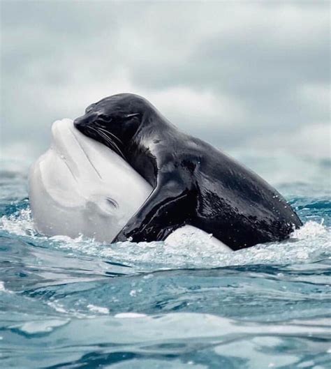 Just A Seal Hugging Its Dolphin Friend Wholesomememes