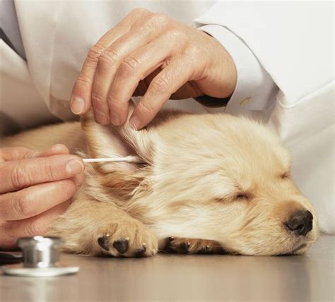 12 Common Dog Cancer Symptoms Artofit