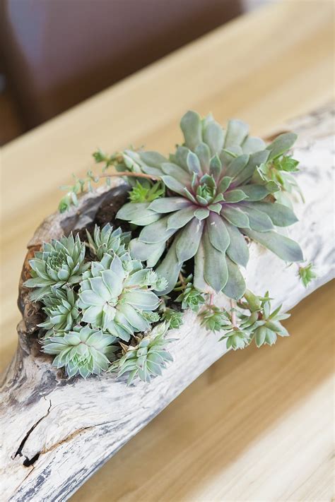 Make a planter box for the succulents out of wood. DIY Driftwood Succulent Centerpiece » Jessica Brigham