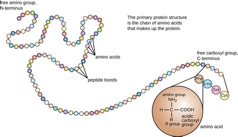 The peptide bond is considered to have partial characteristics of a double bond. Protein Sequencing of Edman Degradation - Creative ...