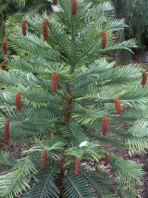 Australian Native Pine Trees Alaine Brunson
