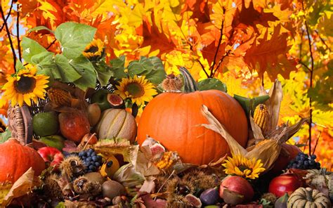 Download Flower Leaf Nature Season Fall Holiday Thanksgiving Hd Wallpaper