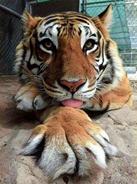 Pin By Edeltraud Petlusch On I Love Tigers Funny Animals Big Cats