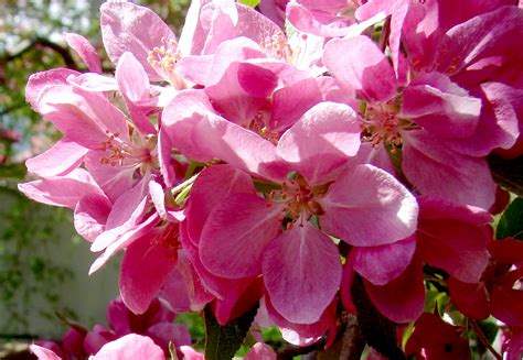 2016 Crab Apple Tree And Blossoms Toronto Canada Don Tai Canada Blog