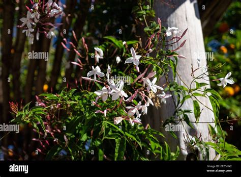 Close Up Of Pink Jasmine Jasminum Polyanthum An Evergreen Twining