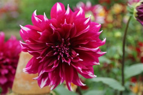 Falling In Love With Different Kinds Of Dahlia Flowers Dig It Right